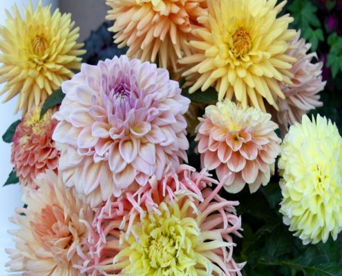 12968129_1581656202139443_4711196533793869525_o