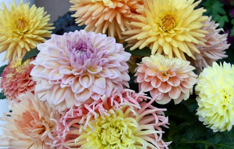 12968129_1581656202139443_4711196533793869525_o