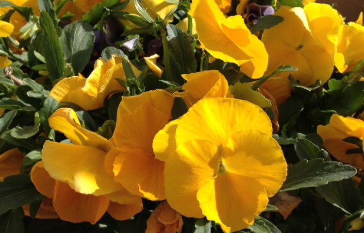 Alternative Garden Club