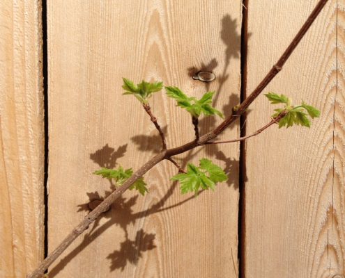 Logo pic for Bonsai Club