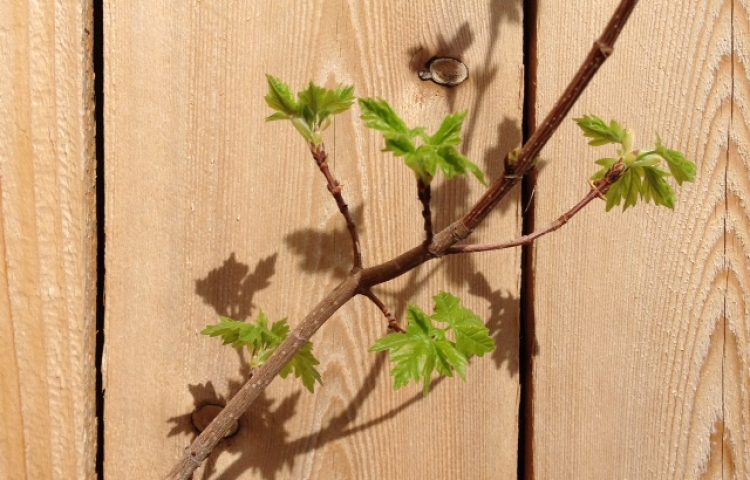 Logo pic for Bonsai Club