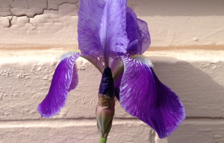 Utah Iris Society