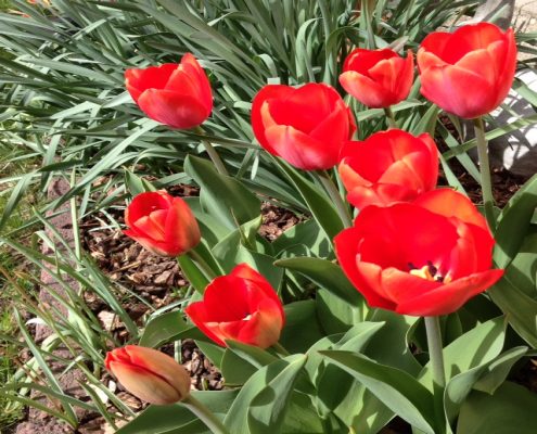 Logo pic for Ogden GC