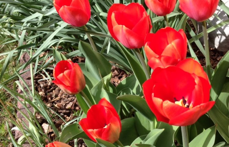 Logo pic for Ogden GC