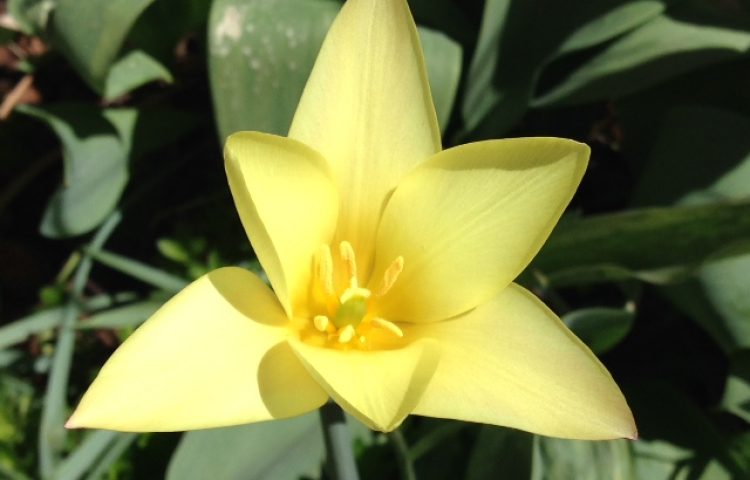 Logo pic for other affiliated