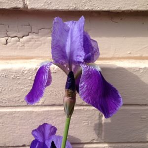 Utah Iris Society