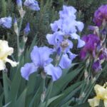 Iris multicolor with pine