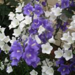 Campanula persicifolia sm