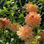 Dahlia 'Melody Dora' sm