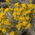 Chrysothamnus nauseosus wp