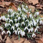 Galanthus for web