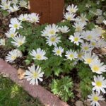 Anemone blanda for web IMG_5388