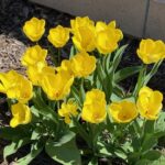 Tulipa Golden Apeldoorn for web