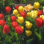 Tulips resized for web