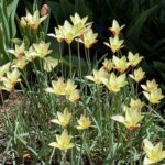 Tulipa clusiana for web IMG_5393