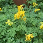 Corydalis lutea for web