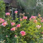 Elise's 2025 06 11 for web