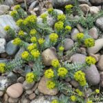Myrtle spurge for web