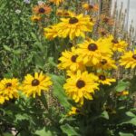 Rudbeckia hirta for web