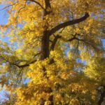 Fraxinus penn fall color